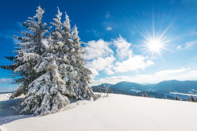 Fascinating sunny landscape of a winter forest located on a snowy slope on a sunny frosty winter day