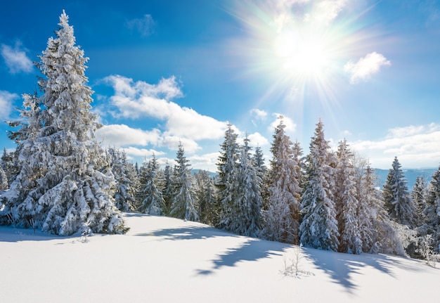 Fascinating sunny landscape of a winter forest