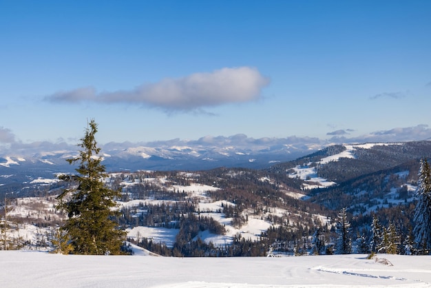 Fascinating sunny landscape of a winter forest