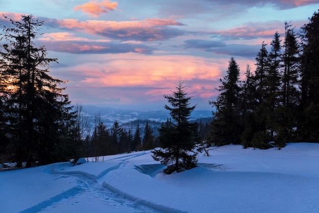 Fascinating sunny landscape of a winter forest