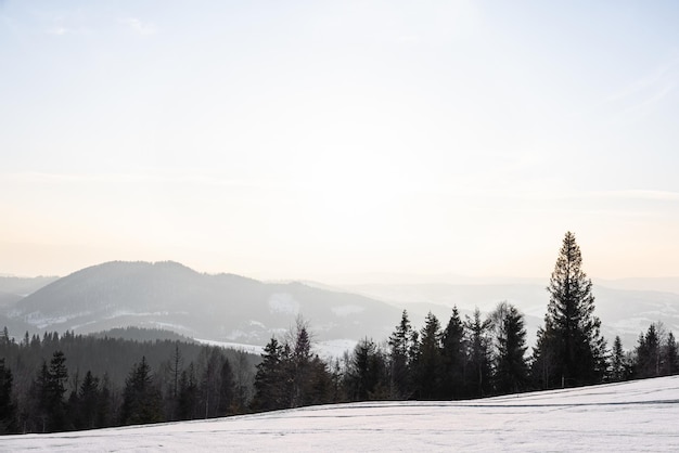 Fascinerend zonnig landschap van een winterbos gelegen op een besneeuwde helling op een zonnige ijzige winterdag. Het einde van een vakantie in een skigebied