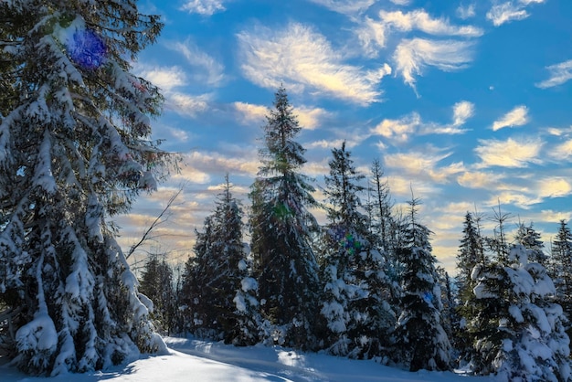 Fascinerend zonnig landschap van een winterbos gelegen op een besneeuwde helling op een zonnige ijzige winterdag. Het einde van een vakantie in een skigebied