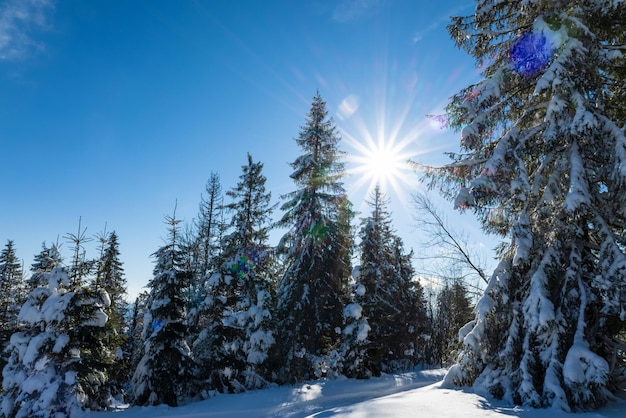 Fascinerend zonnig landschap van een winterbos