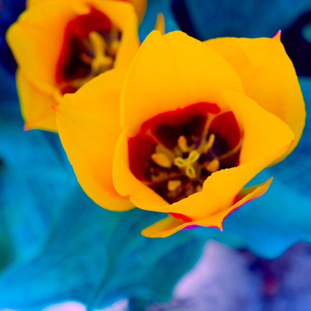 ファッション美学の壁紙の花。黄色いチューリップの花の背景。はがきに最適