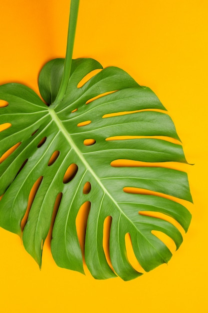 Foto sfondo di moda con foglia di monstera