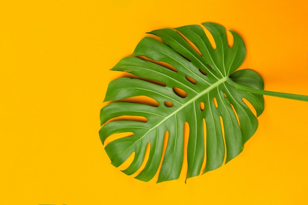 Photo fashion background with monstera leaf