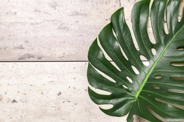 Sfondo di moda con foglia di monstera