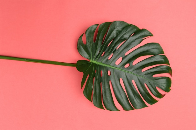 Photo fashion background with monstera leaf