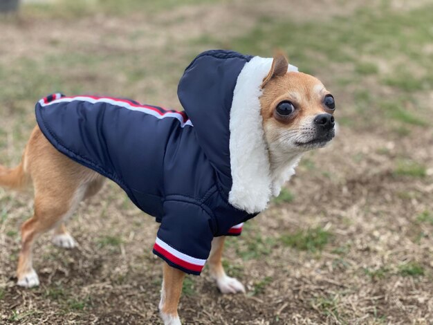 写真 ファッション チワワ犬