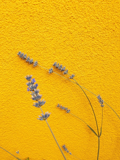 Fashion stylish natural wallpaper Lavender on yellow wall Minimalist aesthetic