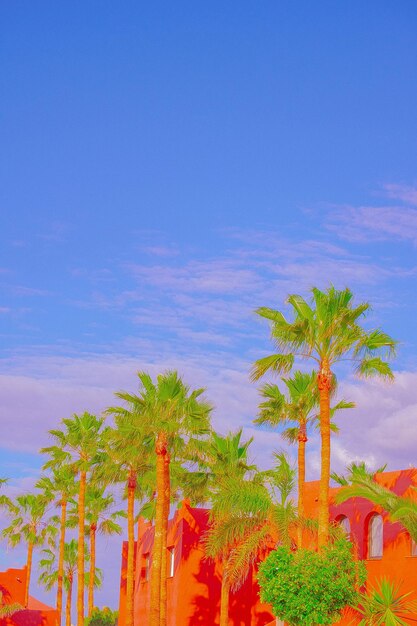 Fashion tropical location Hotel Palm Blue sky Canary islands Travel advertising concept