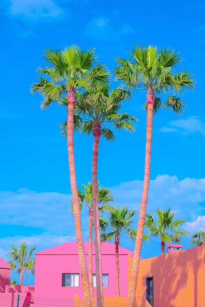 Fashion tropical location. Palm, Blue summer sky. Canary islands. Travel advertising banner wallpaper