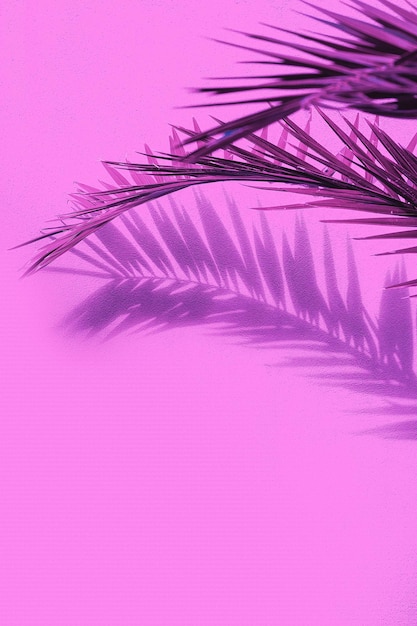 Photo fashion tropical location. pink wall and palm.  shadows. canary islands. travel advertising banner wallpaper
