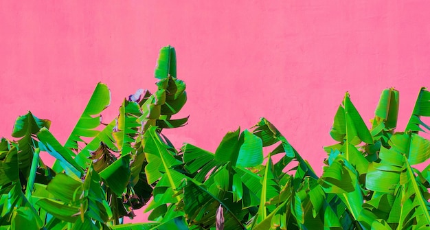 Piante tropicali di moda sul concetto rosa. banner da parete rosa e palma. isole canarie. carta da parati pubblicitaria di viaggio