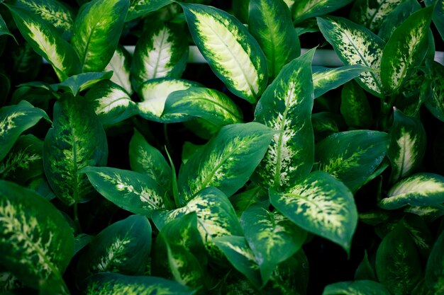 Fashionable exotic plants, top view. Indoor plants, green area . 