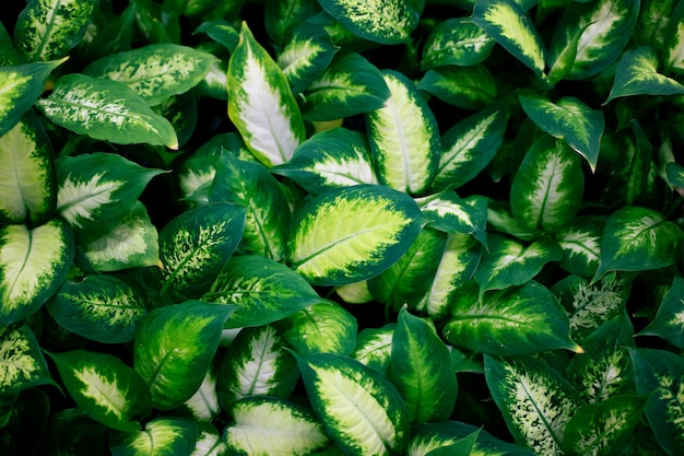 Fashionable exotic plants, top view. Indoor plants, green area . 