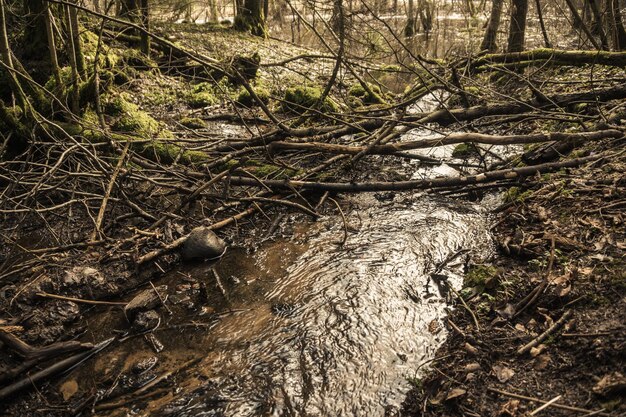 The fast flow of a small stream that flows into a forest river in early spring after the snow melts