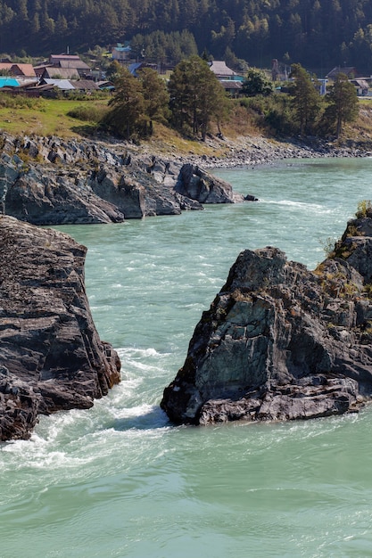 A fast-flowing wide and full-flowing mountain river. Large rocks stick out of the water. Big mountain river Katun, turquoise color, in the Altai Mountains, Altai Republic.