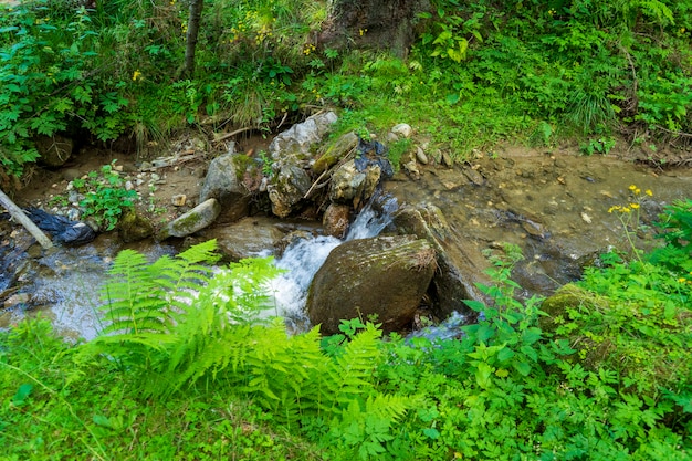 루마니아 Bucegi 산의 아름다운 숲 근처의 빠른 강