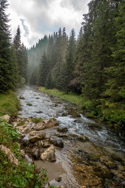 Fast river near forest in Bucegi mountains,  Romania, in a foggy day