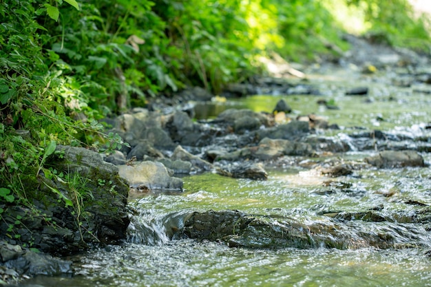 Fast stream in forest flowing among stones.