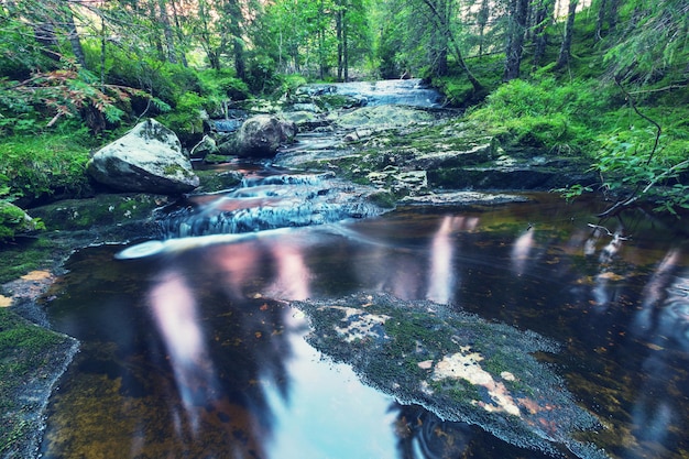 Fast stream in the woods