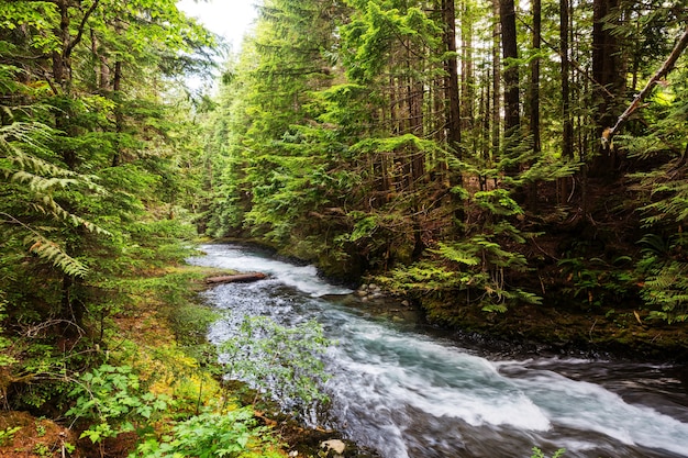 Fast stream in the woods