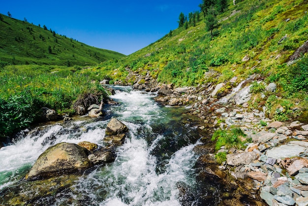 Fast water stream of mountain creek among boulders in bright sunlight in valley. Vivid green grass, rich vegetation in highland under blue clear sky. Vivid colorful landscape of majestic Altai nature.