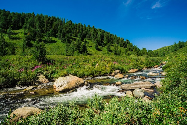 Быстрый поток воды горного ручья среди валунов в ярком солнечном свете в долине.