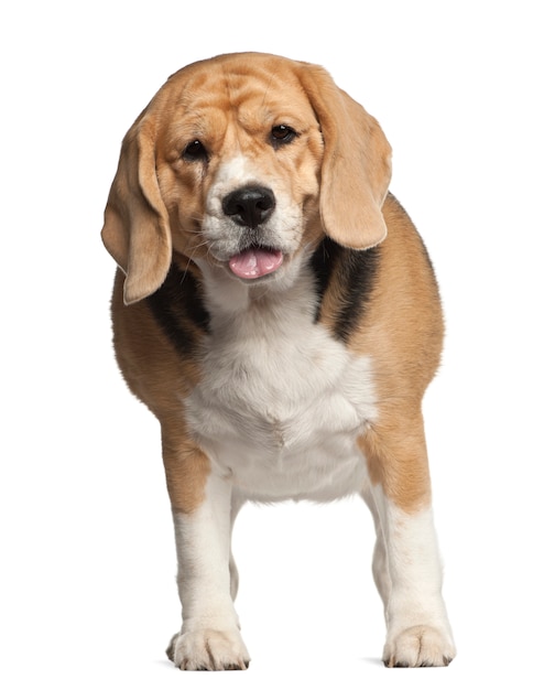 Fat Beagle, staande tegen een witte achtergrond