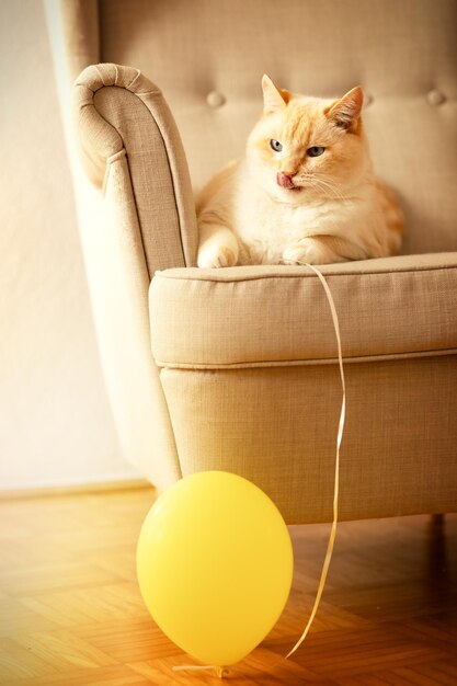 Фото Толстый красивый красно-белый кот играет с желтым воздушным шаром