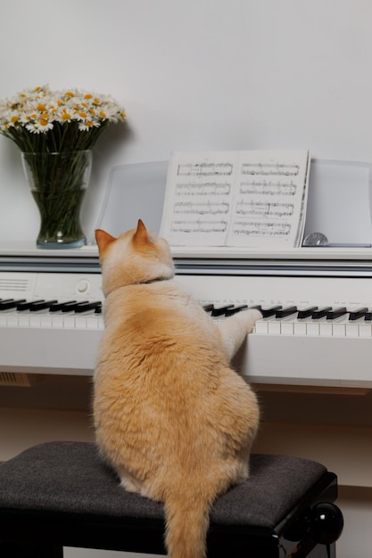 写真 太った美しい赤い猫がピアノの楽譜を読む