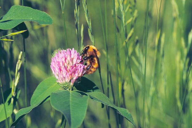 Fat bee find nectar in pink clover close up. Insect on flower with copy space on green blurred