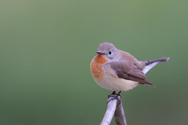 Foto uccello grasso che si appollaia su un bastone di legno esporre su sfondo verde chiaro in natura maschio di pigliamosche dal petto rosso