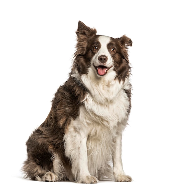 Fat Border Collie 6 jaar oud zittend tegen een witte achtergrond