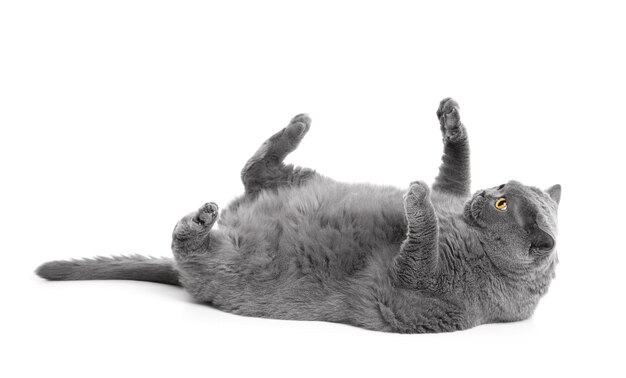 Photo a fat british cat lies on its back on a white background raising its paws up