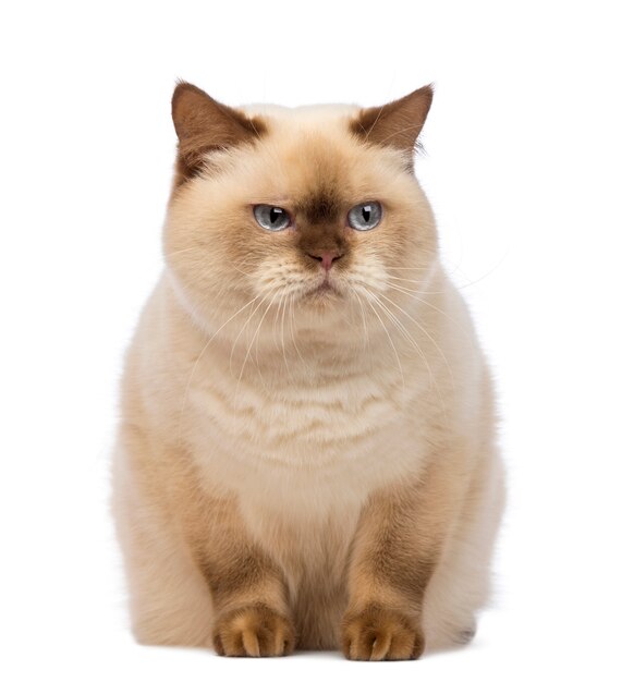 Fat British Shorthair (2,5 years old) sitting and looking with suspicion