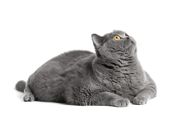 Fat British shorthair cat lies in front of white background