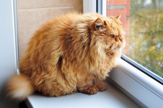 창턱에 앉아 창 밖을보고 뚱뚱한 고양이.
