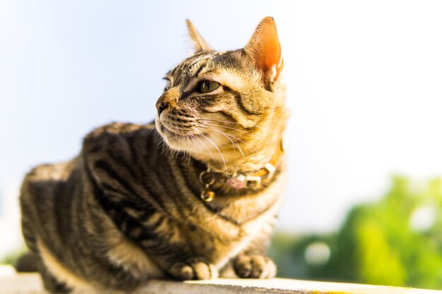 Фото Толстая кошка сидит на заборе в летний солнечный день
