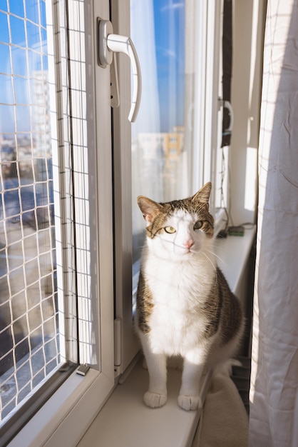 セーフティネット付きの窓の土台に座っている太った猫