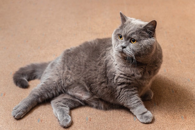 Толстый пушистый британский кот лежит на полу