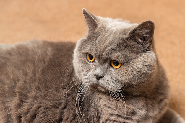 Gatto britannico lanuginoso grasso sdraiato sul pavimento