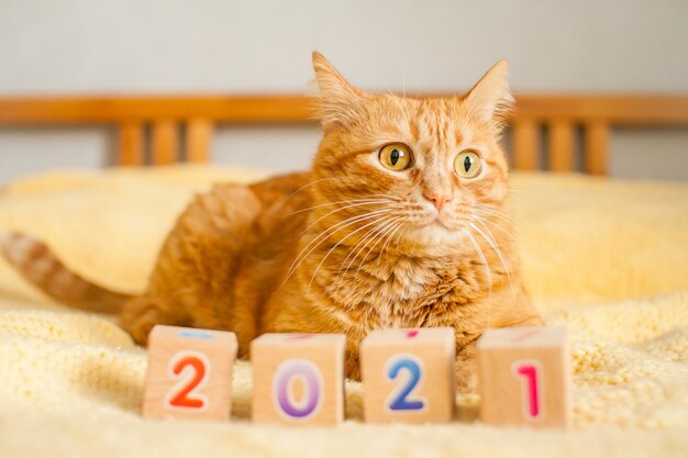 A fat ginger cat and the numbers 2021 from children's cubes on a yellow knitted blanket. New Year