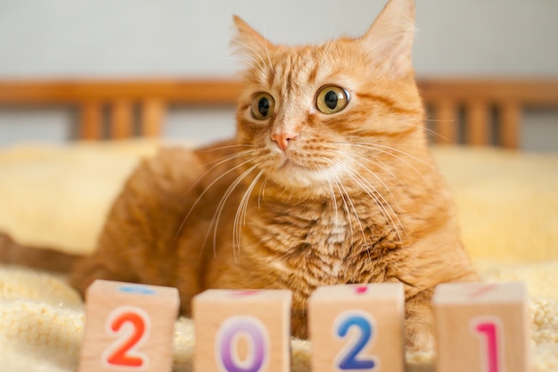 A fat ginger cat and the numbers 2021 from children's cubes on a yellow knitted blanket.