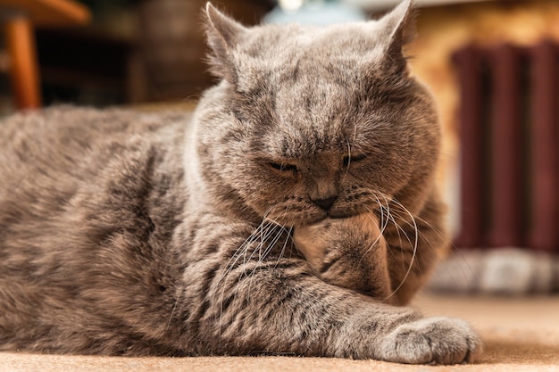 Fat gray British cat lying on the floor and licking its paw.