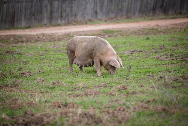 Suini grassi in lattazione che si nutrono nel campo i suini pascolano nella fattoria dietro il recinto