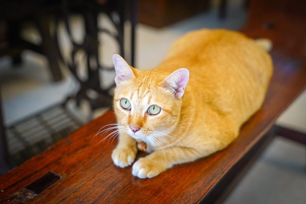 Толстый оранжевый кот сидит на деревянном винтажном стуле и смотрит в потолок.