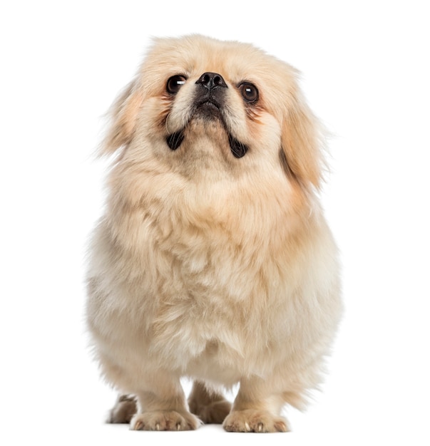 Fat Pekingese looking up