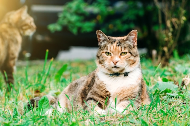 Fat pussy cat lies on a grass meadow